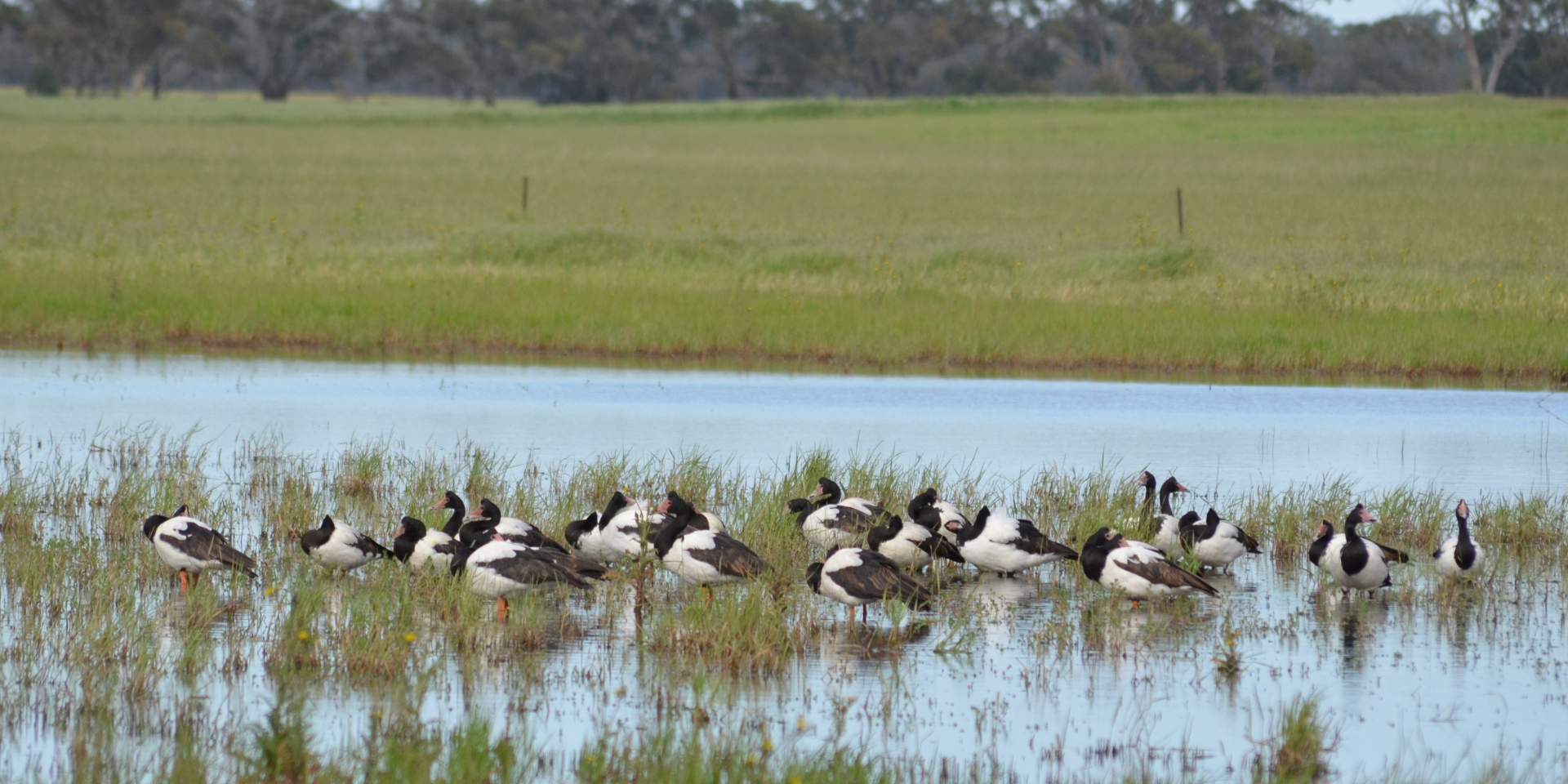 Landcare Photo Magpies and Geese.png