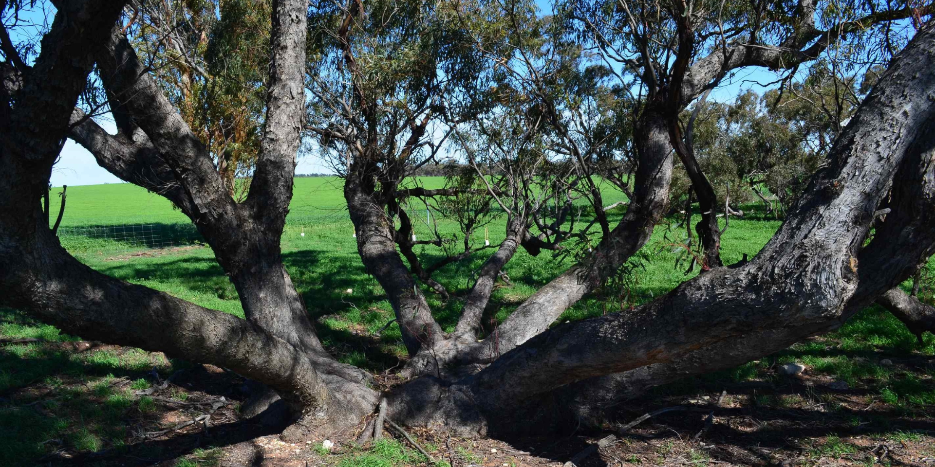 Landcare Photo Mallee Tree.png