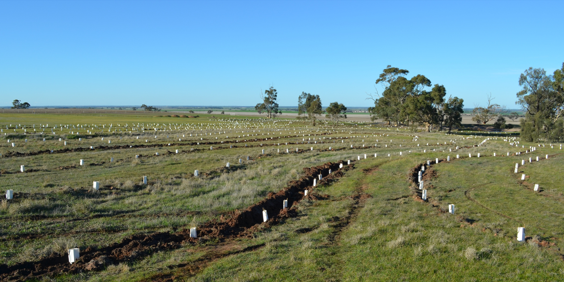 Landcare Photo Tree Planting.png